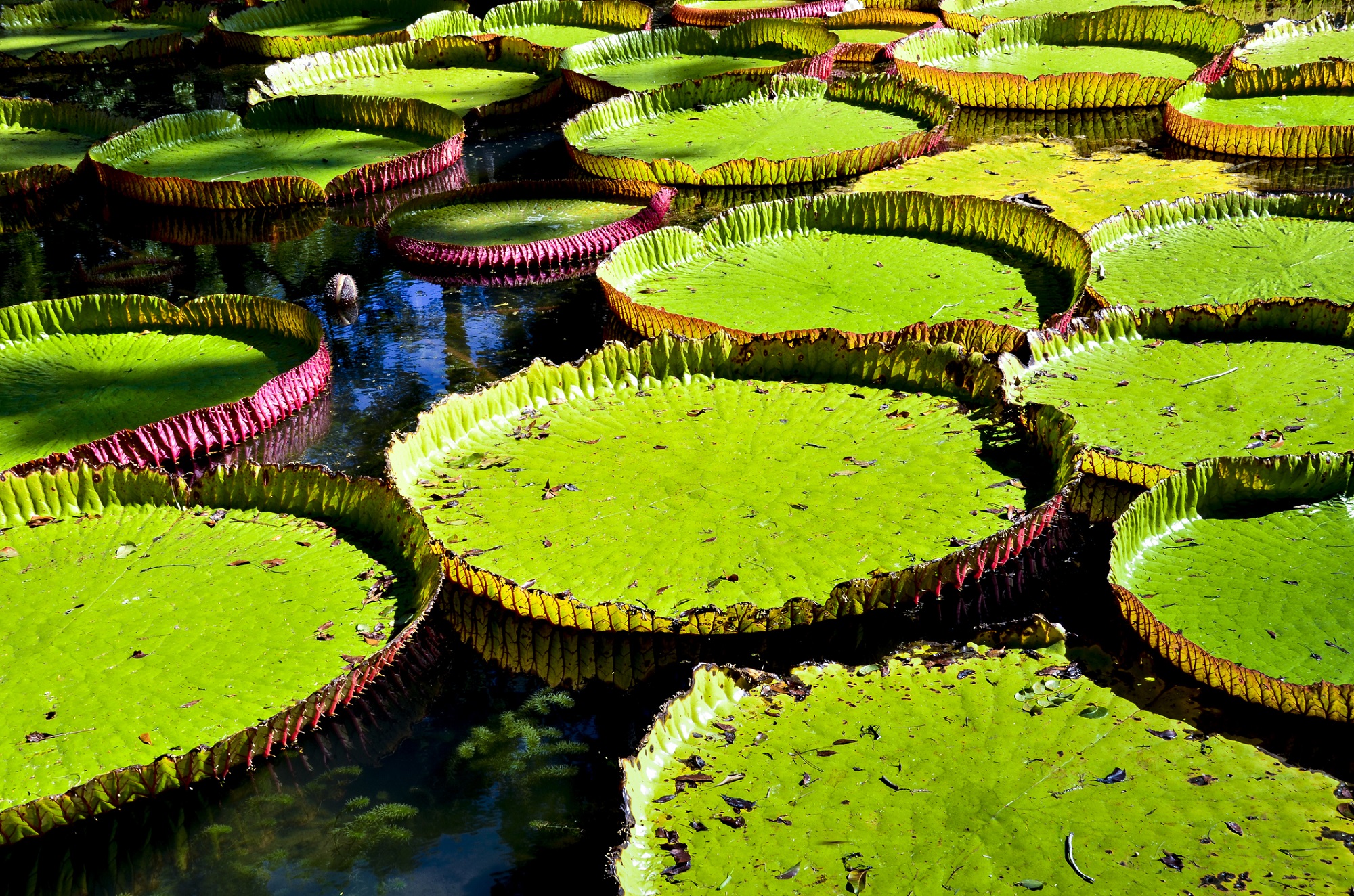 Botanischer Garten Pamplemousses